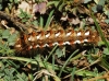 Acronicta rumicis Acronicta rumicis