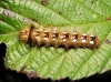 Acronicta rumicis