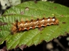Acronicta rumicis