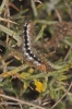 Acronicta euphorbiae Acronicta euphorbiae