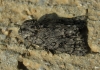 Acronicta euphorbiae Acronicta euphorbiae