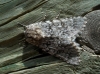 Acronicta euphorbiae Acronicta euphorbiae