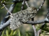 Acronicta euphorbiae Acronicta euphorbiae