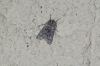 Acronicta euphorbiae Acronicta euphorbiae
