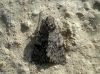 Acronicta euphorbiae Acronicta euphorbiae
