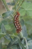 Acronicta rumicis Acronicta rumicis