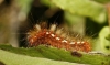 Acronicta rumicis Acronicta rumicis