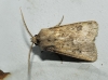 Agrotis bigramma Agrotis bigramma