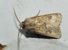 Agrotis bigramma