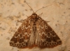 Alvaradoia disjecta Alvaradoia disjecta