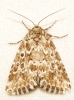 Alvaradoia disjecta Alvaradoia disjecta