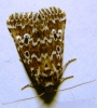 Alvaradoia disjecta Alvaradoia disjecta