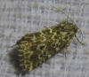 Alvaradoia disjecta Alvaradoia disjecta