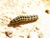 Anarta pugnax Anarta pugnax