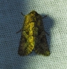 Anarta pugnax Anarta pugnax