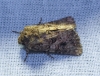 Anarta pugnax Anarta pugnax