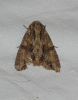 Apamea monoglypha Apamea monoglypha