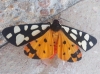 Arctia villica Arctia villica