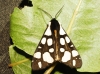 Arctia villica Arctia villica
