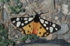 Arctia villica Arctia villica