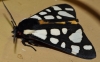 Arctia villica Arctia villica