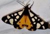 Arctia villica Arctia villica