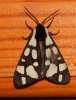 Arctia villica Arctia villica