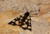 Arctia villica Arctia villica