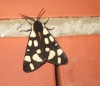 Arctia villica Arctia villica