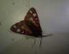Arctia villica Arctia villica