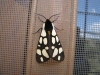 Arctia villica Arctia villica