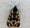 Arctia villica Arctia villica