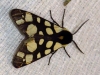 Arctia villica Arctia villica