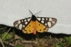 Arctia villica Arctia villica