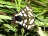 Arctia villica Arctia villica