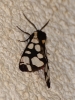 Arctia villica Arctia villica