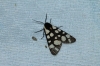 Arctia villica Arctia villica