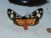 Arctia villica Arctia villica