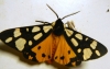 Arctia villica Arctia villica