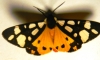 Arctia villica Arctia villica