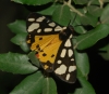Arctia villica Arctia villica