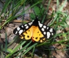 Arctia villica Arctia villica