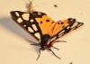 Arctia villica Arctia villica