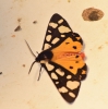 Arctia villica Arctia villica