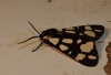 Arctia villica Arctia villica