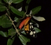 Arctia villica Arctia villica
