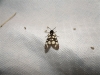 Arctia villica Arctia villica
