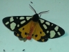 Arctia villica Arctia villica