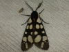 Arctia villica Arctia villica