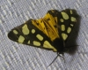 Arctia villica Arctia villica